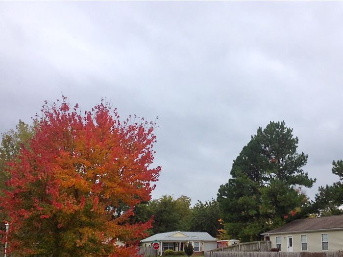 Orange tree against a gray sky