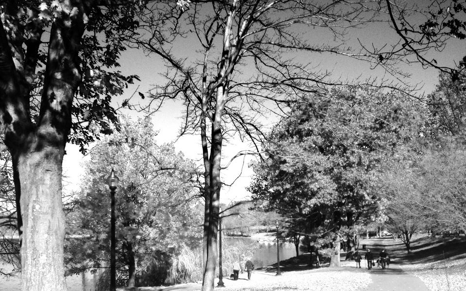 Black and white photo of trees and leaves