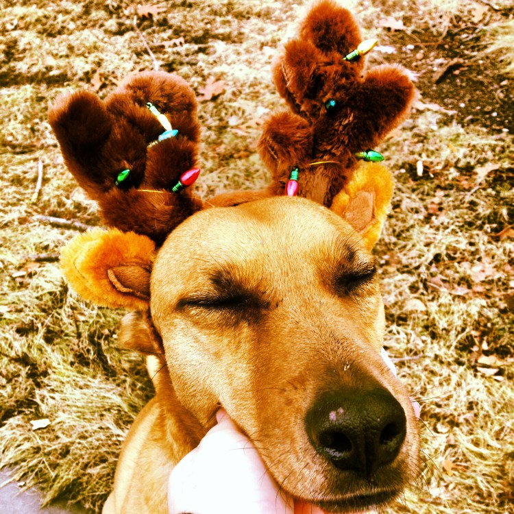 Dog wearing antlers