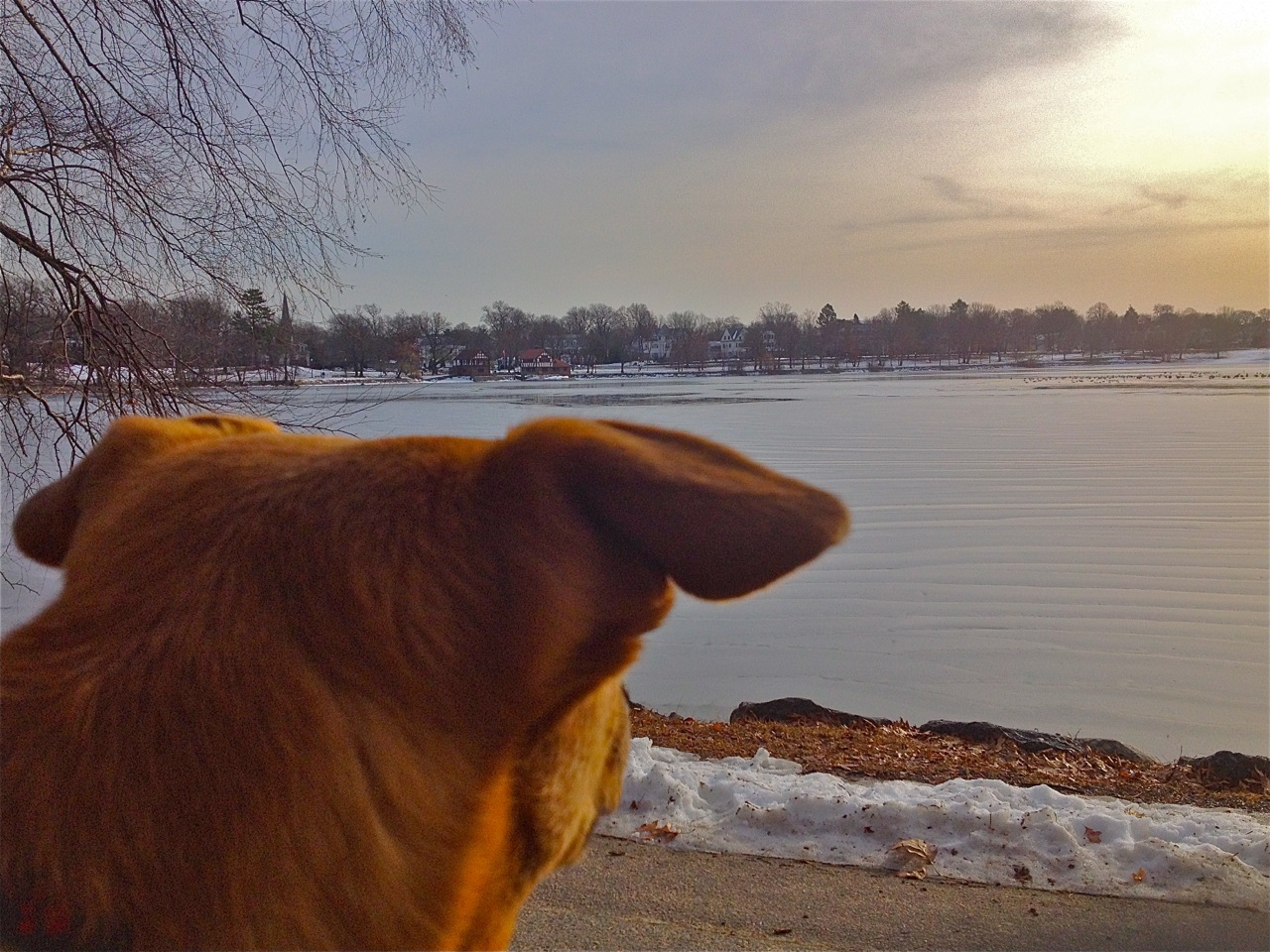 Dog looking over an icy pond