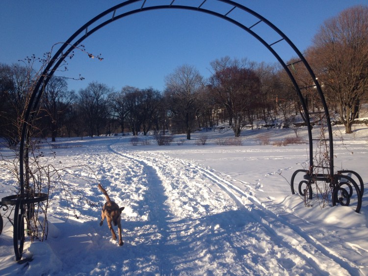 Sadie playing the snow