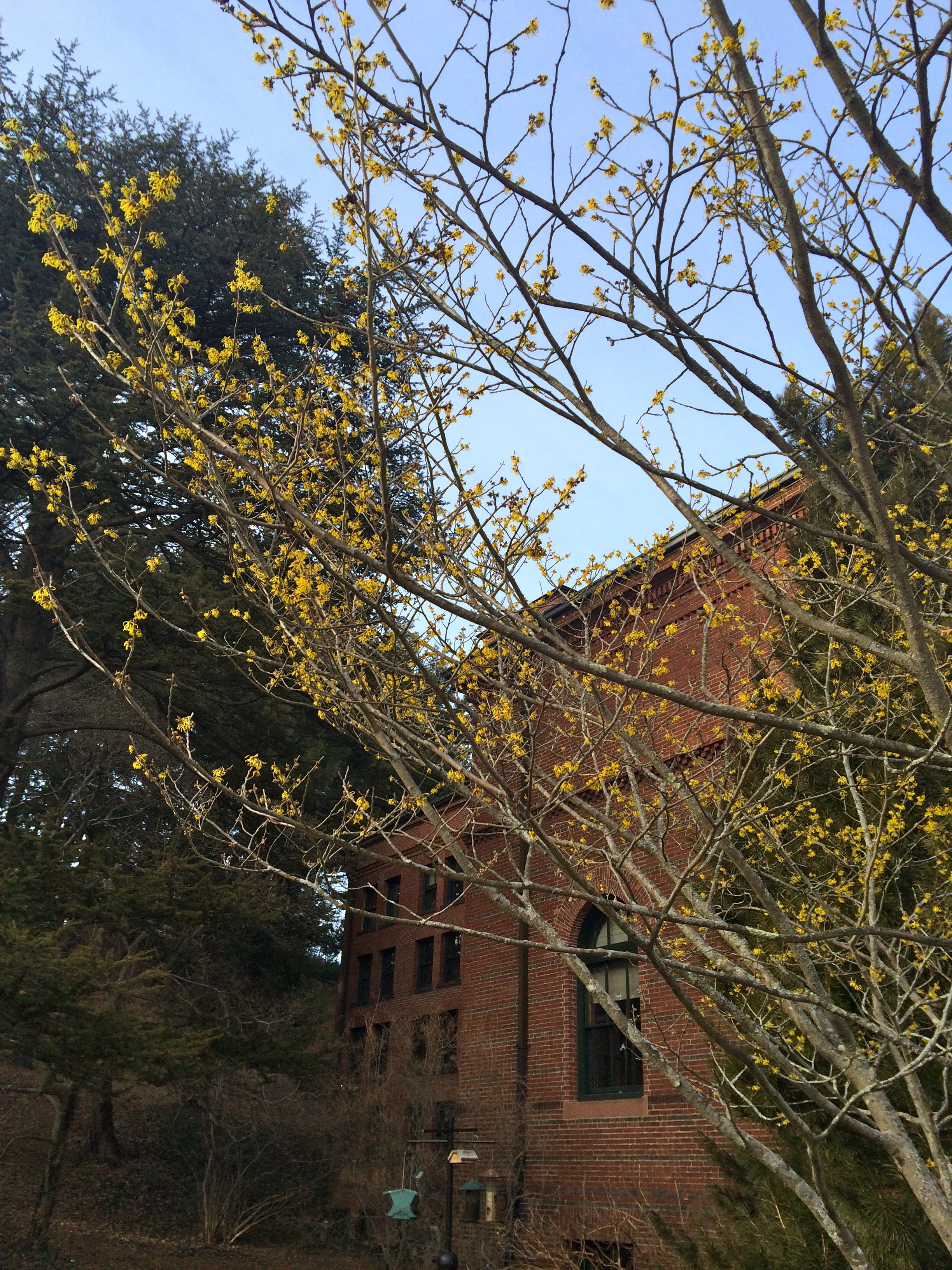 Yellow buds on a tree