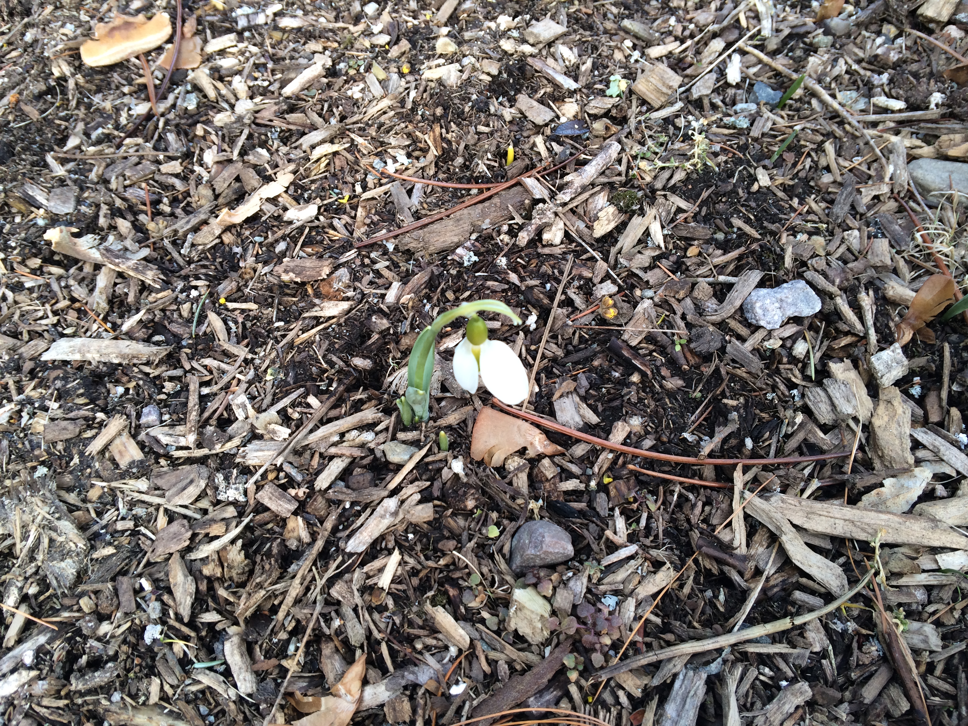 White flower on brown ground