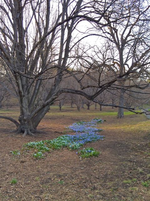 FLowers below a brown tree