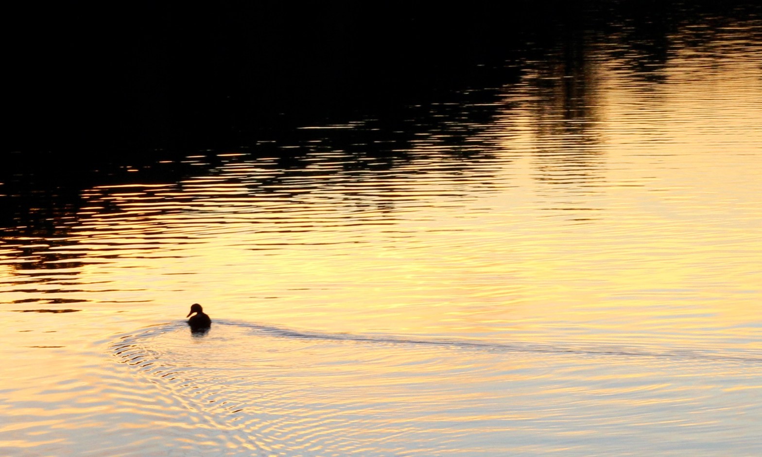 Duck swimming on sunset water