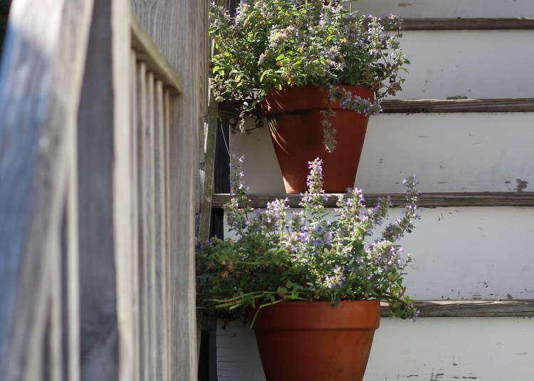 Flowers in pots on stairs