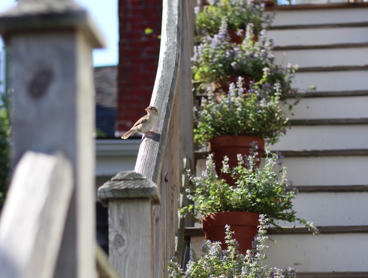 Bird perched on a railing near potted flowers