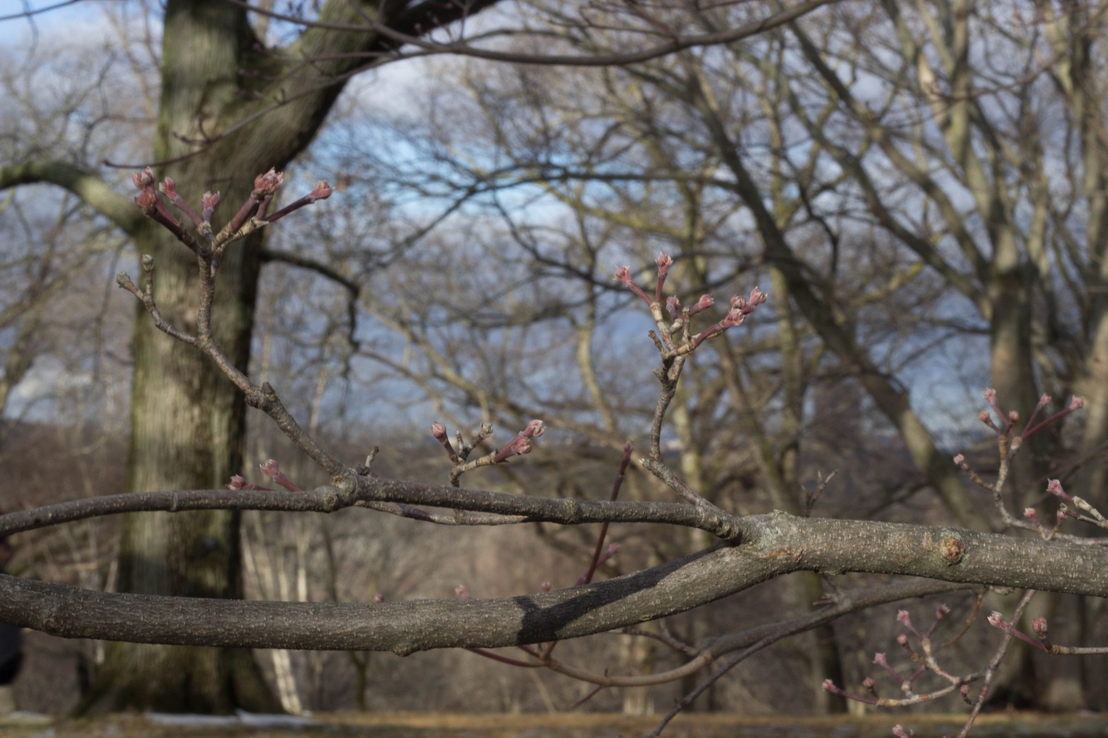 pink buds on grey branches