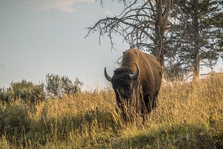 Yellowstone day 2 (72 of 40)