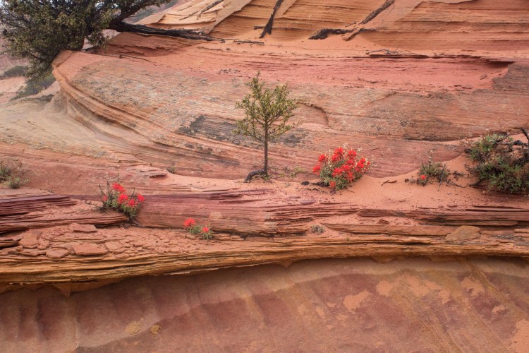 South Coyote Butte (29 of 30)