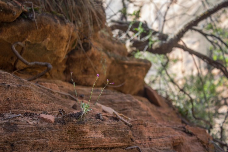 Zion 2017 Day 2 (6 of 32)