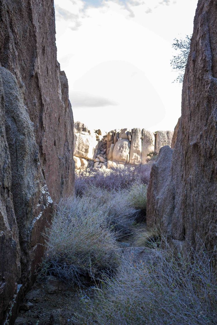 Joshua tree 2018 (14 of 53)