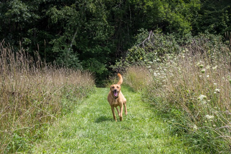 Ward Reservation AUgust 2018 (2 of 3)